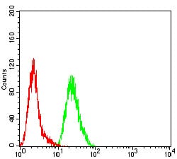 Figure 4:Flow cytometric analysis of Hela cells using SDHB mouse mAb (green) and negative control (red).