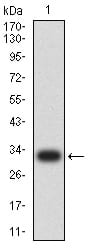 Figure 2:Western blot analysis using SDHB mAb against human SDHB (AA: 29-280) recombinant protein. (Expected MW is 31.7 kDa)