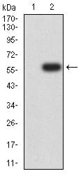 Figure 3:Western blot analysis using SDHB mAb against HEK293 (1) and SDHB (AA: 29-280)-hIgGFc transfected HEK293 (2) cell lysate.