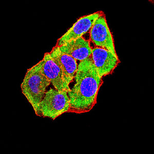 Figure 8:Immunofluorescence analysis of Hela cells using MERTK mouse mAb (green). Blue: DRAQ5 fluorescent DNA dye. Red: Actin filaments have been labeled with Alexa Fluor- 555 phalloidin. Secondary antibody from Fisher (Cat#: 35503)