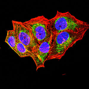 Figure 5:Immunofluorescence analysis of Hela cells using UQCRC1 mouse mAb (green). Blue: DRAQ5 fluorescent DNA dye. Red: Actin filaments have been labeled with Alexa Fluor- 555 phalloidin. Secondary antibody from Fisher (Cat#: 35503)