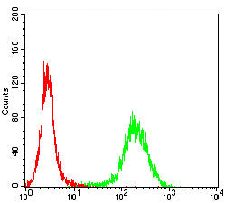 Figure 5:Flow cytometric analysis of Hela cells using P4HB mouse mAb (green) and negative control (red).