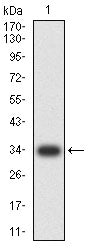 Figure 2:Western blot analysis using PLAU mAb against human PLAU (AA: 107-379) recombinant protein. (Expected MW is 34 kDa)