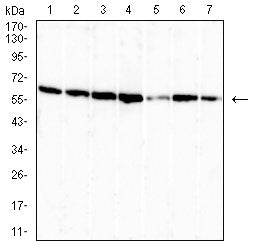 Figure 4:Western blot analysis using OTUB2 mouse mAb against HepG2 (1), A549 (2),HT-29 (3), MCF-7 (4), Jurkat (5), Hela (6), and Hek293 (7) cell lysate.