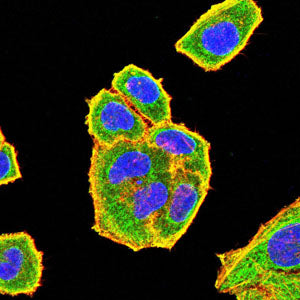 Figure 4:Immunofluorescence analysis of Hela cells using OTUB2 mouse mAb (green). Blue: DRAQ5 fluorescent DNA dye. Red: Actin filaments have been labeled with Alexa Fluor- 555 phalloidin. Secondary antibody from Fisher (Cat#: 35503)