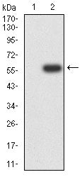 Figure 3:Western blot analysis using OTUB2 mAb against HEK293-6e (1) and OTUB2 (AA: full(1-234))-hIgGFc transfected HEK293-6e (2) cell lysate.