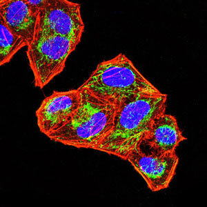 Figure 5:Immunofluorescence analysis of Hela cells using SOCS3 mouse mAb (green). Blue: DRAQ5 fluorescent DNA dye. Red: Actin filaments have been labeled with Alexa Fluor- 555 phalloidin. Secondary antibody from Fisher (Cat#: 35503)