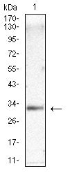 Figure 4:Western blot analysis using SOCS3 mouse mAb against Hela cell lysate.