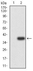 Figure 3:Western blot analysis using CD235a mAb against HEK293-6e (1) and CD235a (AA: 20-91)-hIgGFc transfected HEK293-6e (2) cell lysate.