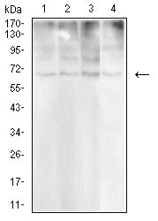 Figure 4:Western blot analysis using CD30 mouse mAb against Hela (1), MCF-7 (2), HCT116 (3),and PC-3 (4)cell lysate.