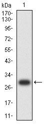 Figure 2:Western blot analysis using KLK2 mAb against human KLK2 (AA: 25-261) recombinant protein. (Expected MW is 29 kDa)