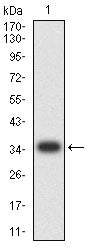 Figure 2:Western blot analysis using MRGPRX2 mAb against human MRGPRX2 recombinant protein. (Expected MW is 34.7 kDa)