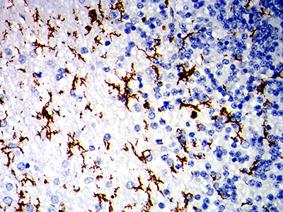 Figure 4:Immunohistochemical analysis of paraffin-embedded cerebellum tissues using CD162 mouse mAb with DAB staining.