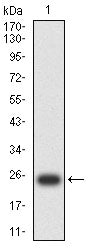 Figure 2:Western blot analysis using TNFRSF1A mAb against human TNFRSF1A (AA: extra30-211) recombinant protein. (Expected MW is 23.4 kDa)