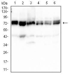 Figure 3:Western blot analysis using HSPA9 mouse mAb against A549 (1), PANC-1 (2), PC-12 (3), C6 (4), CSO-7 (5)and NIH3T3 (6) cell lysate.