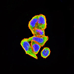 Figure 4:Immunofluorescence analysis of Hela cells using HSPA9 mouse mAb (green). Blue: DRAQ5 fluorescent DNA dye. Red: Actin filaments have been labeled with Alexa Fluor- 555 phalloidin. Secondary antibody from Fisher (Cat#: 35503)