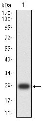 Figure 2:Western blot analysis using HSPA9 mAb against human HSPA9 (AA: 480-679) recombinant protein. (Expected MW is 25.2 kDa)