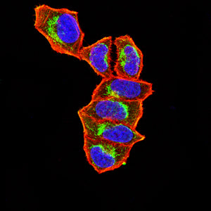 Figure 4:Immunofluorescence analysis of Hela cells using NDC80 mouse mAb (green). Blue: DRAQ5 fluorescent DNA dye. Red: Actin filaments have been labeled with Alexa Fluor- 555 phalloidin. Secondary antibody from Fisher (Cat#: 35503)