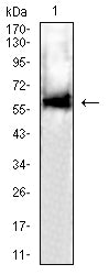 Figure 4:Western blot analysis using DLL3 mouse mAb against Hela (1)cell lysate.