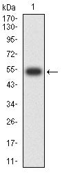 Figure 2:Western blot analysis using CD253 mAb against human CD253 (AA:extra 39-281) recombinant protein. (Expected MW is 54.3 kDa)