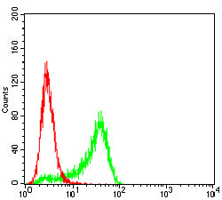 Figure 4:Flow cytometric analysis of Hela cells using CCNB3 mouse mAb (green) and negative control (red).