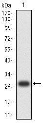 Figure 2:Western blot analysis using CCNB3 mAb against human CCNB3 (AA: 142-363) recombinant protein. (Expected MW is 28.3 kDa)