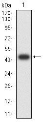 Figure 2:Western blot analysis using TNFRSF11A mAb against human TNFRSF11A (AA: extra 30-212) recombinant protein. (Expected MW is 46 kDa)