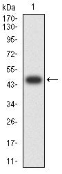 Figure 2:Western blot analysis using TMEM119 mAb against human TMEM119 (AA: 118-283) recombinant protein. (Expected MW is 47.8 kDa)