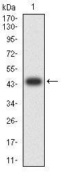 Figure 2:Western blot analysis using CD180 mAb against human CD180 (AA: extra 24-185) recombinant protein. (Expected MW is 44.7 kDa)