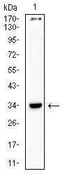 Figure 5:Western blot analysis using CD157 mouse mAb against Rat spleen (1) cell lysate.