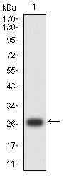 Figure 2:Western blot analysis using CD157 mAb against human CD157 (AA: 82-293) recombinant protein. (Expected MW is 26.9 kDa)