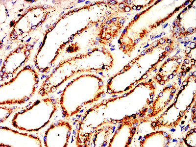 Figure 5:Immunohistochemical analysis of paraffin-embedded kidney tissues using LAMP1 mouse mAb with DAB staining.