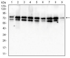 Figure 3:Western blot analysis using MTDH mouse mAb against MCF-7 (1), T47D (2), Jurkat(3), K562 (4), Hela (5),PC-3 (6), HepG2(7), A431(8) and COS7 (9) cell lysate.