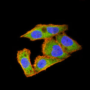 Figure 4:Immunofluorescence analysis of Hela cells using MTDH mouse mAb (green). Blue: DRAQ5 fluorescent DNA dye. Red: Actin filaments have been labeled with Alexa Fluor- 555 phalloidin. Secondary antibody from Fisher (Cat#: 35503)