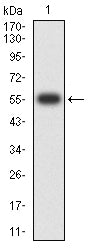 Figure 2:Western blot analysis using MTDH mAb against human MTDH (AA: 200-450) recombinant protein. (Expected MW is 57.8 kDa)