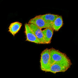 Figure 4:Immunofluorescence analysis of Hela cells using CXCR7 mouse mAb (green). Blue: DRAQ5 fluorescent DNA dye. Red: Actin filaments have been labeled with Alexa Fluor- 555 phalloidin. Secondary antibody from Fisher (Cat#: 35503)