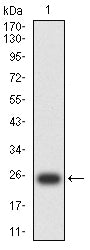 Figure 2:Western blot analysis using DLL3 mAb against human DLL3 (AA: 27-226) recombinant protein. (Expected MW is 24 kDa)