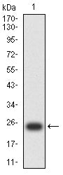 Figure 2:Western blot analysis using SLC2A14 mAb against human SLC2A14 (AA: extra mix) recombinant protein. (Expected MW is 23.2 kDa)