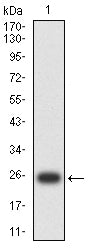 Figure 2:Western blot analysis using RISP mAb against human RISP (AA: 79-274) recombinant protein. (Expected MW is 24.5 kDa)