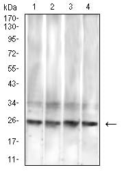 Figure 4:Western blot analysis using RISP mouse mAb against A549 (1), Hela (2), Raji (3) and HepG2 (4) cell lysate.