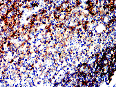 Figure 6:Immunohistochemical analysis of paraffin-embedded human tonsil tissue using HLA-DRB1 mouse mAb with DAB staining.