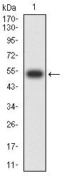 Figure 2:Western blot analysis using HLA-DRB1 mAb against human HLA-DRB1 (AA: 30-266) recombinant protein. (Expected MW is 53.7 kDa)