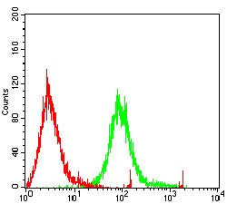 Figure 5:Flow cytometric analysis of Raji cells using RBMXL3 mouse mAb (green) and negative control (red).