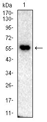 Figure 4:Western blot analysis using SLC22A12 mouse mAb against mouse kindey(1) tissue lysate.