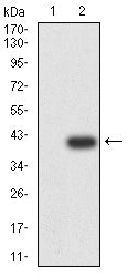 Figure 3:Western blot analysis using CD88 mAb against HEK293-6e (1) and CD88 (AA: extra mix)-hIgGFc transfected HEK293-6e (2) cell lysate.