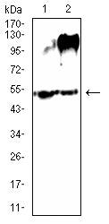 Figure 4:Western blot analysis using SLC7A3 mouse mAb against Mouse Lung (1) and Rat Lung (2) tissue lysate.