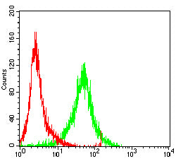 Figure 5:Flow cytometric analysis of K562 cells using POU5F1 mouse mAb (green) and negative control (red).