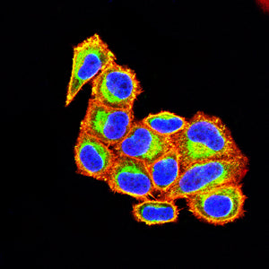 Figure 4:Immunofluorescence analysis of Hela cells using POU5F1 mouse mAb (green). Blue: DRAQ5 fluorescent DNA dye. Red: Actin filaments have been labeled with Alexa Fluor- 555 phalloidin. Secondary antibody from Fisher (Cat#: 35503)