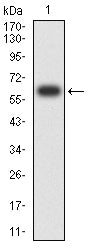 Figure 2:Western blot analysis using POU5F1 mAb against human POU5F1 (AA: 136-360) recombinant protein. (Expected MW is 65.2 kDa)