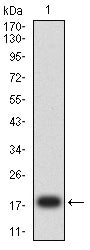 Figure 2:Western blot analysis using NGB mAb against human NGB (AA: full 1-151) recombinant protein. (Expected MW is 19.8 kDa)